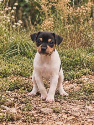 Terrier Bresilien