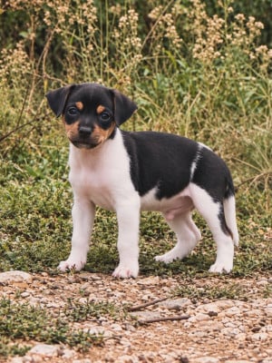 Bruce Wayne - Terrier Bresilien