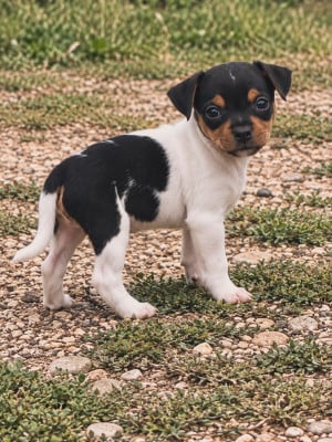 Born to be alive - Terrier Bresilien