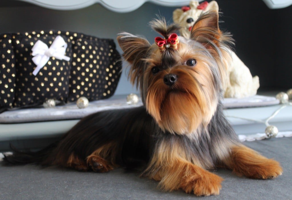 Publication : de La Maison De Folie Auteur : Yannick STELLA-DERIGENT