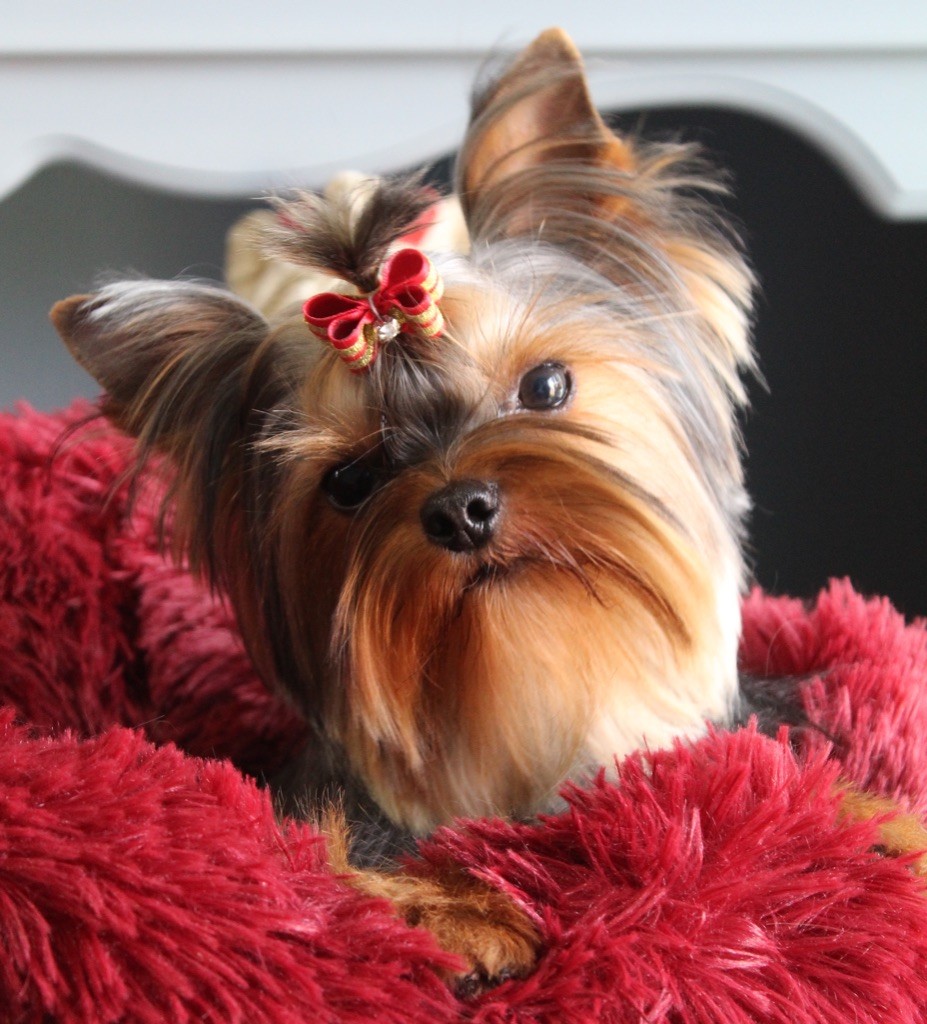 Publication : de La Maison De Folie Auteur : Yannick STELLA-DERIGENT