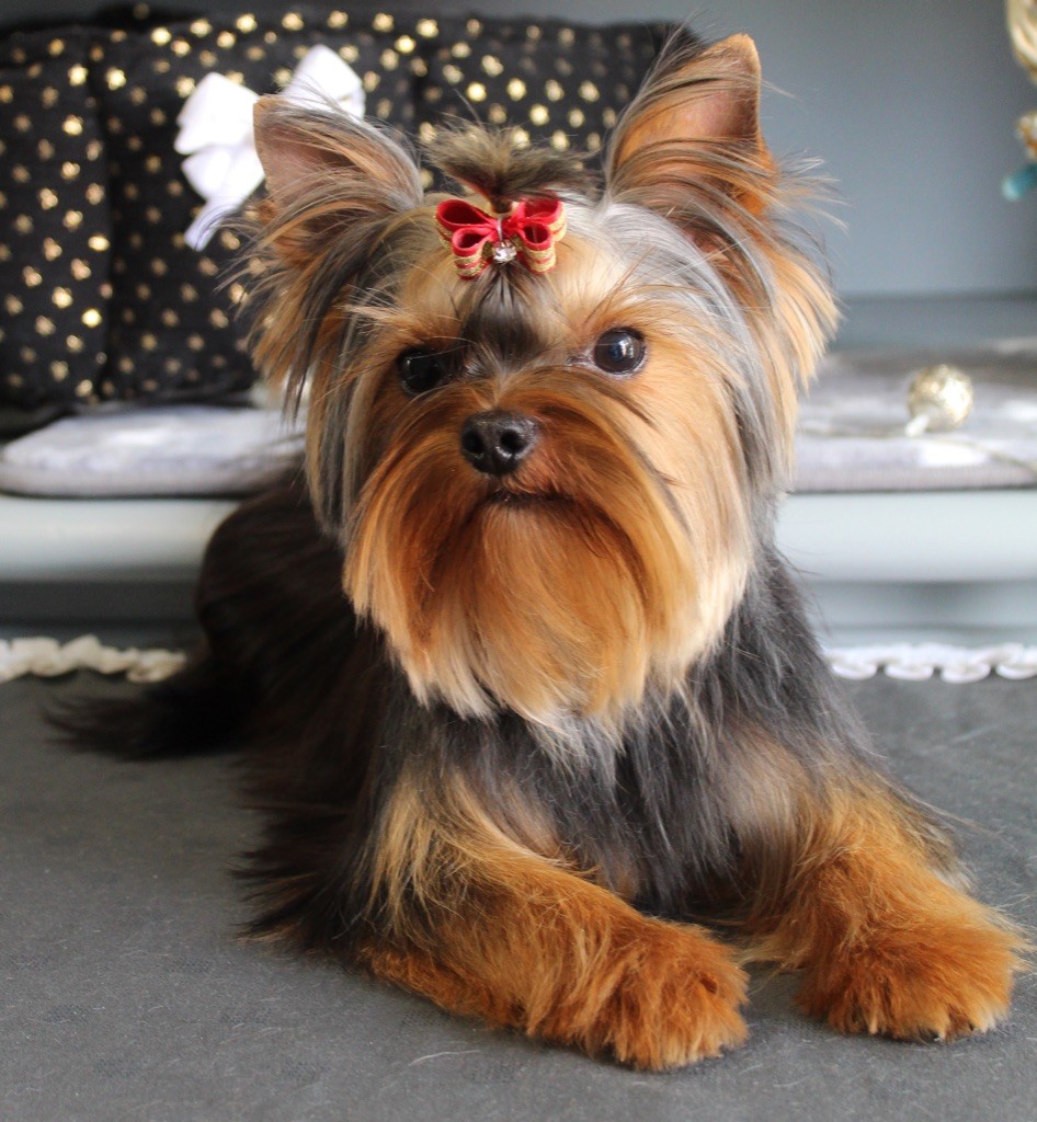 Publication : de La Maison De Folie Auteur : Yannick STELLA-DERIGENT