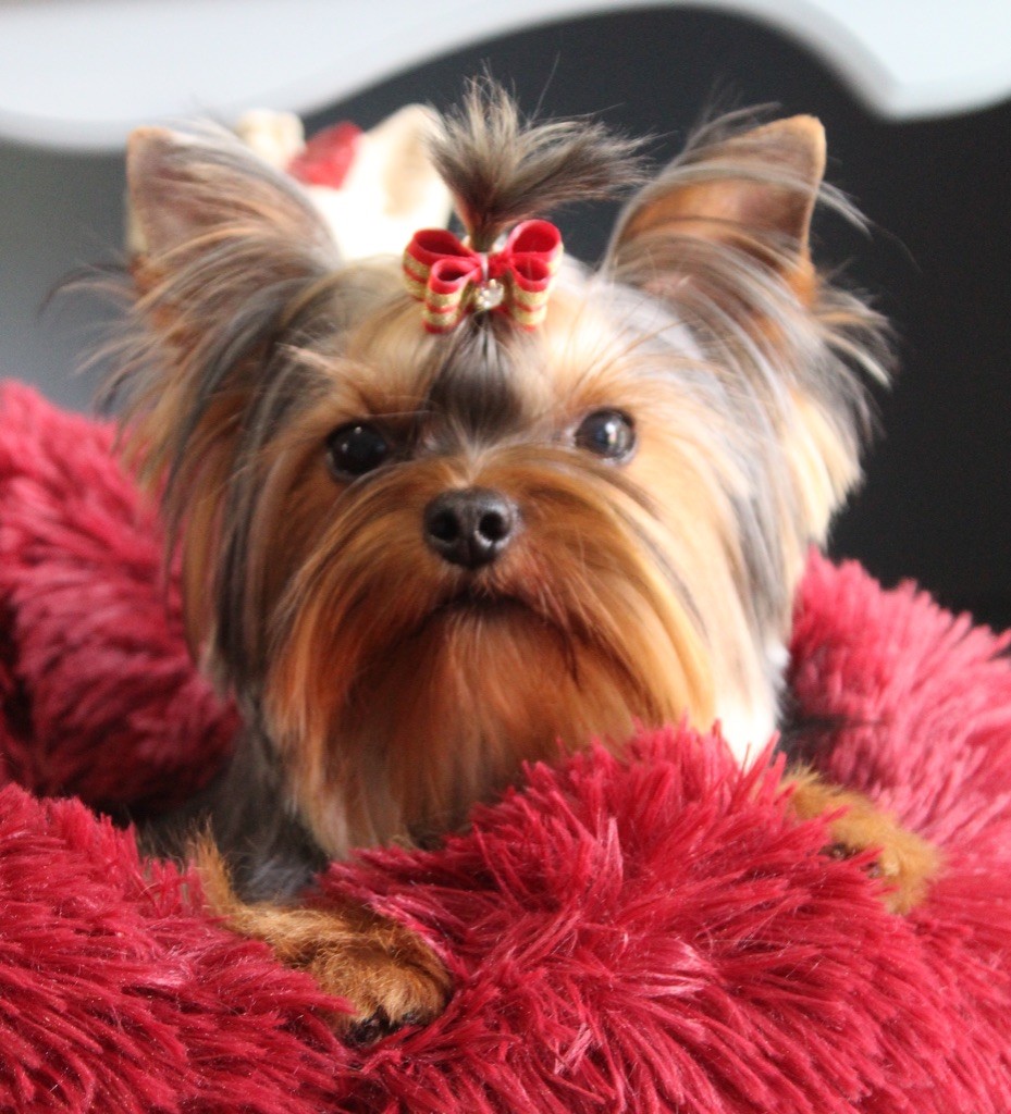 Publication : de La Maison De Folie Auteur : Yannick STELLA-DERIGENT