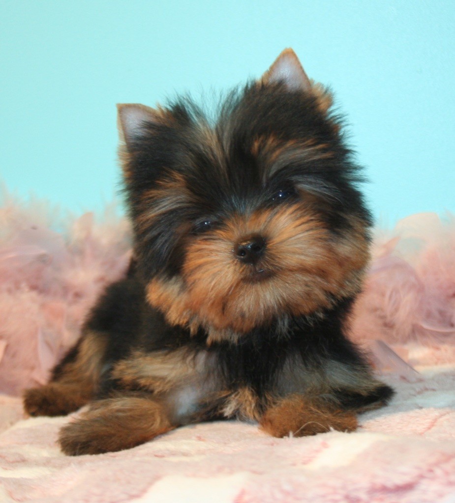 Publication : de La Maison De Folie Auteur : Yannick STELLA-DERIGENT