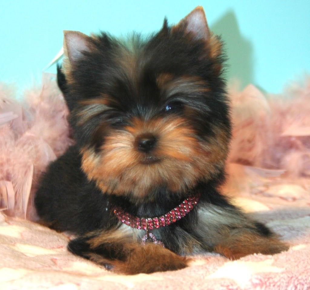 Publication : de La Maison De Folie Auteur : Yannick STELLA-DERIGENT