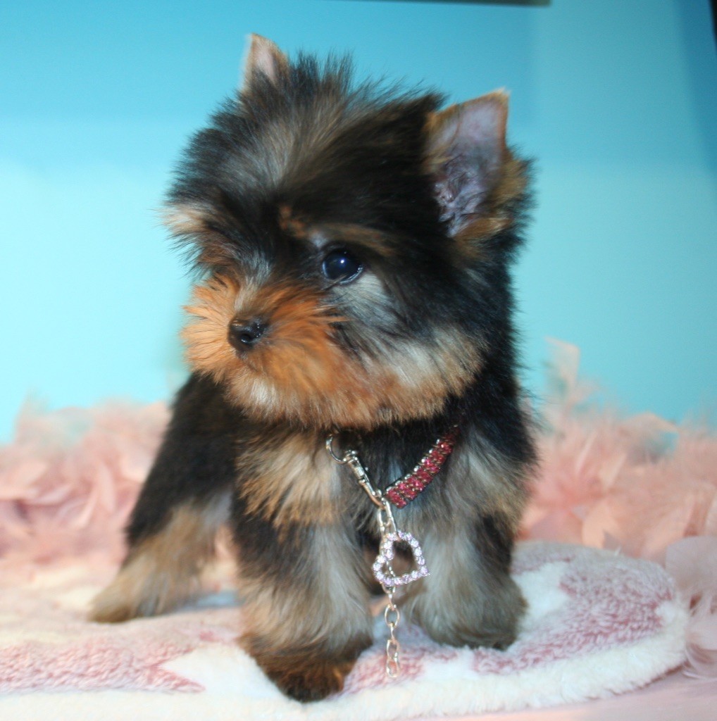 Publication : de La Maison De Folie Auteur : Yannick STELLA-DERIGENT