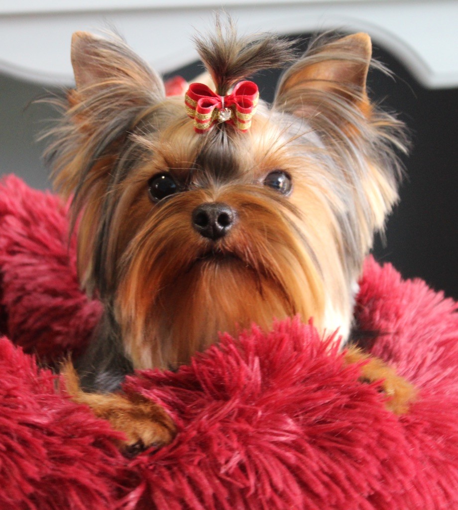 Publication : de La Maison De Folie Auteur : Yannick STELLA-DERIGENT