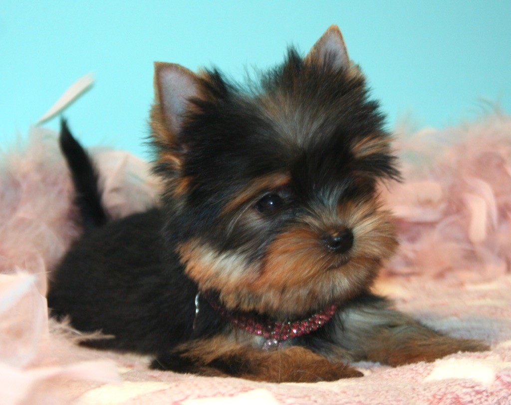 Publication : de La Maison De Folie Auteur : Yannick STELLA-DERIGENT