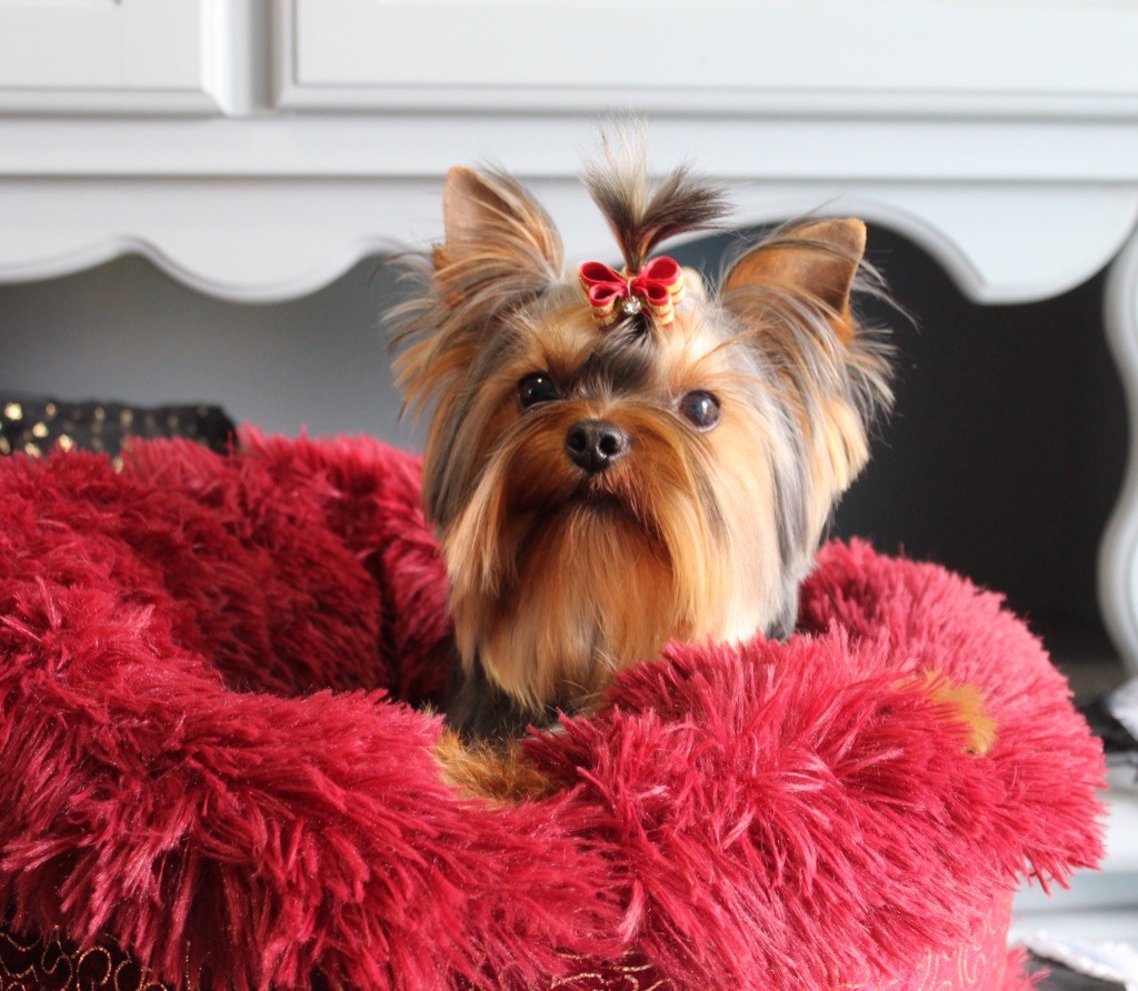 Publication : de La Maison De Folie Auteur : Yannick STELLA-DERIGENT