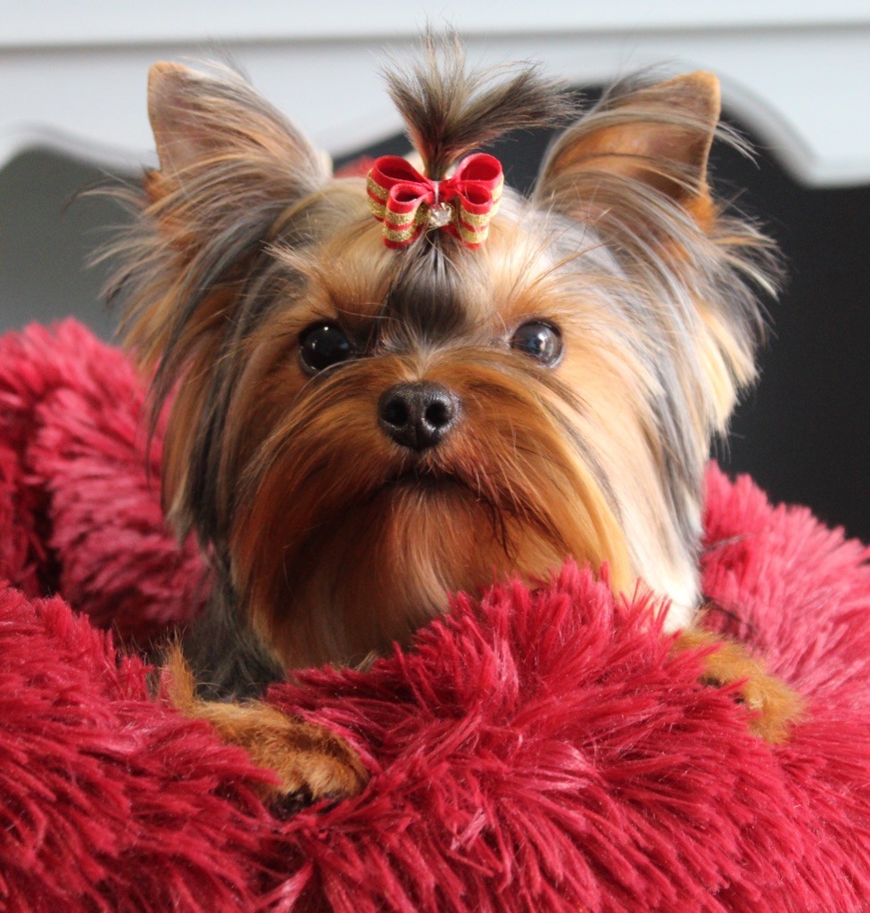 Publication : de La Maison De Folie Auteur : Yannick STELLA-DERIGENT