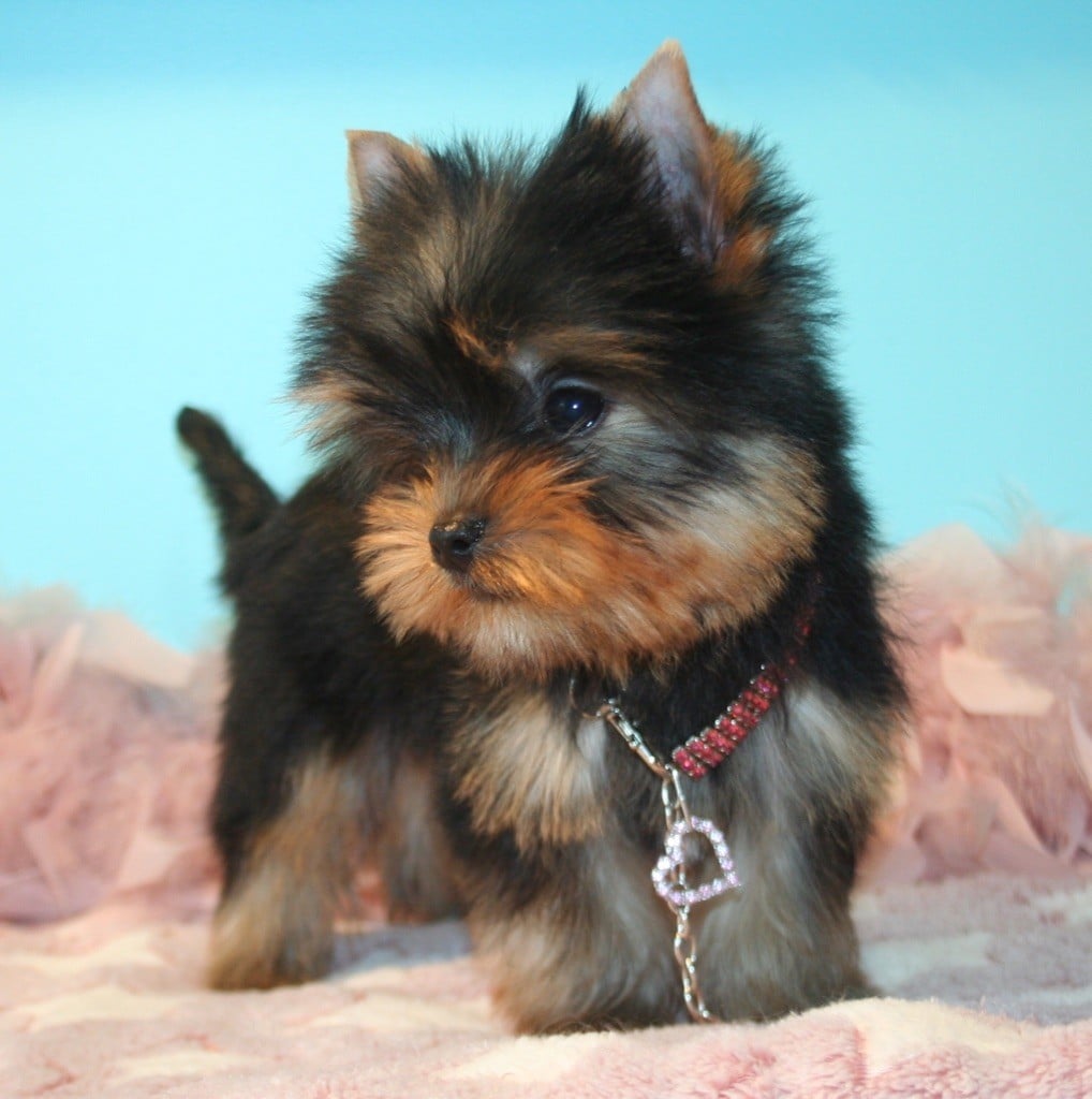 Publication : de La Maison De Folie Auteur : Yannick STELLA-DERIGENT