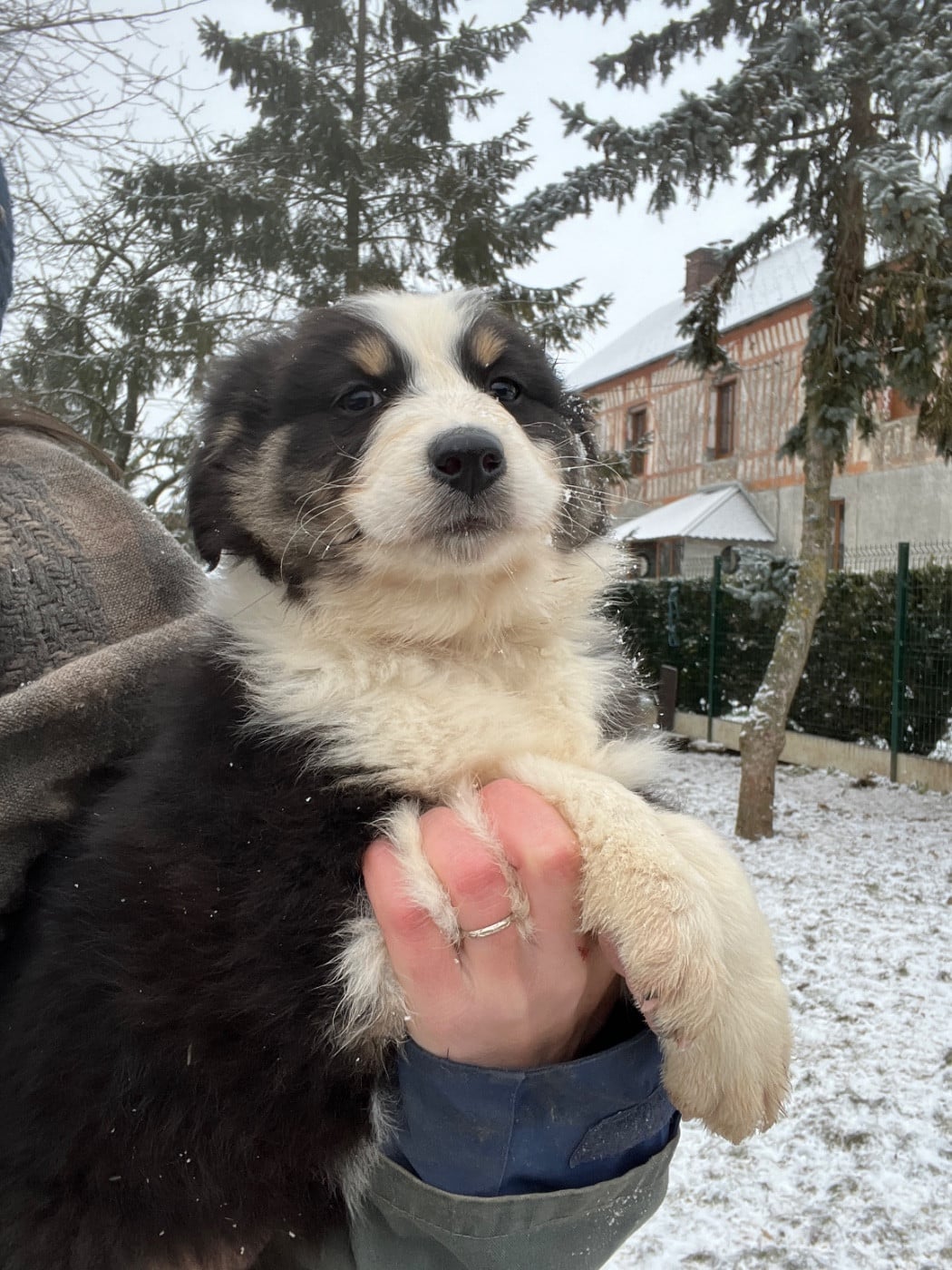 Berger Australien - Des Terres De Limermont