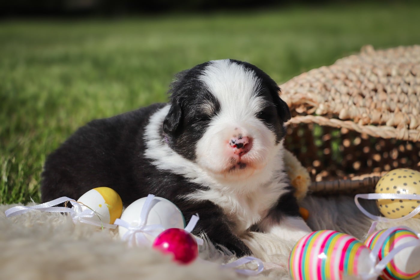 Berger Australien - Des Terres De Limermont