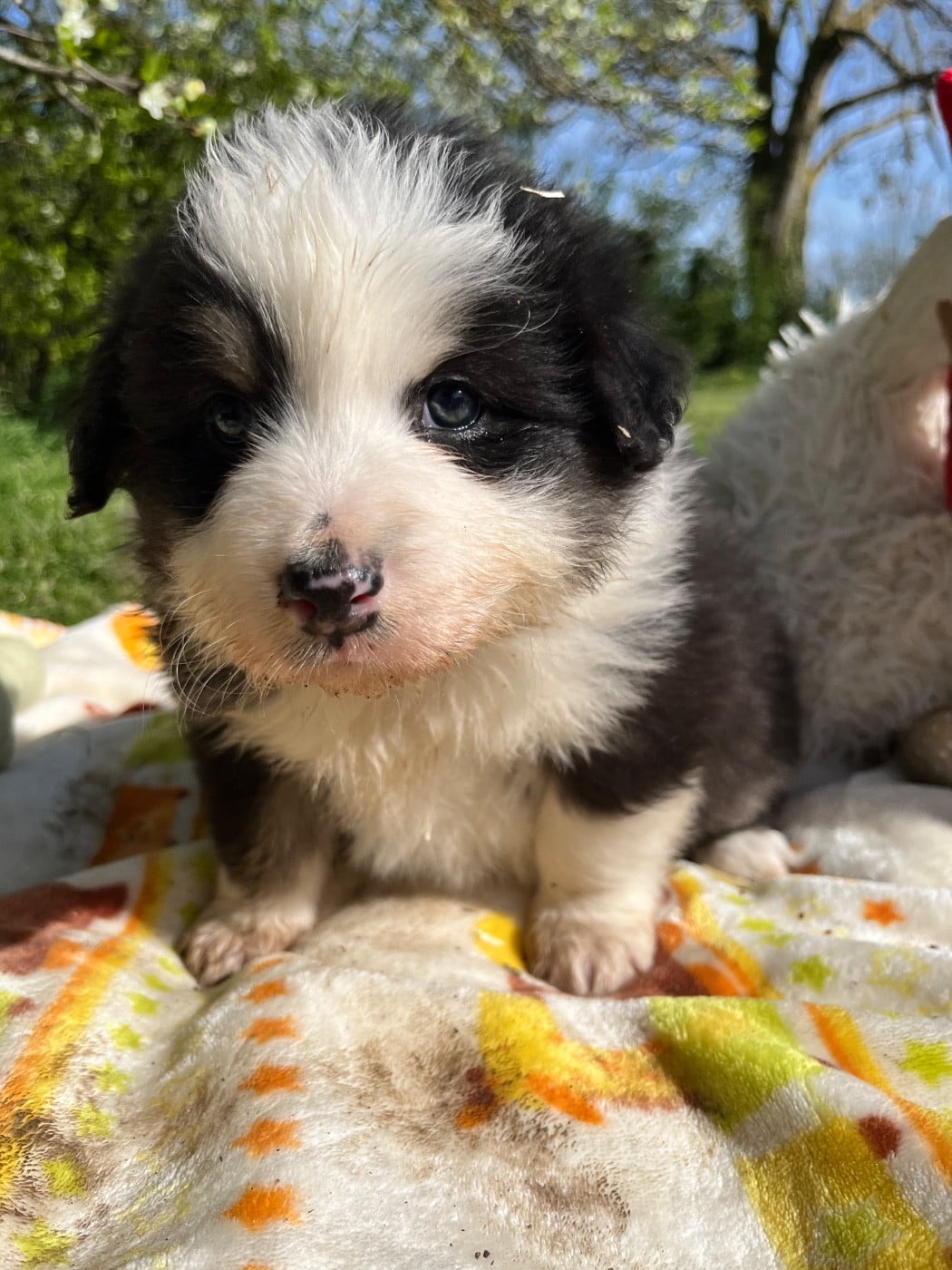 Berger Australien - Des Terres De Limermont