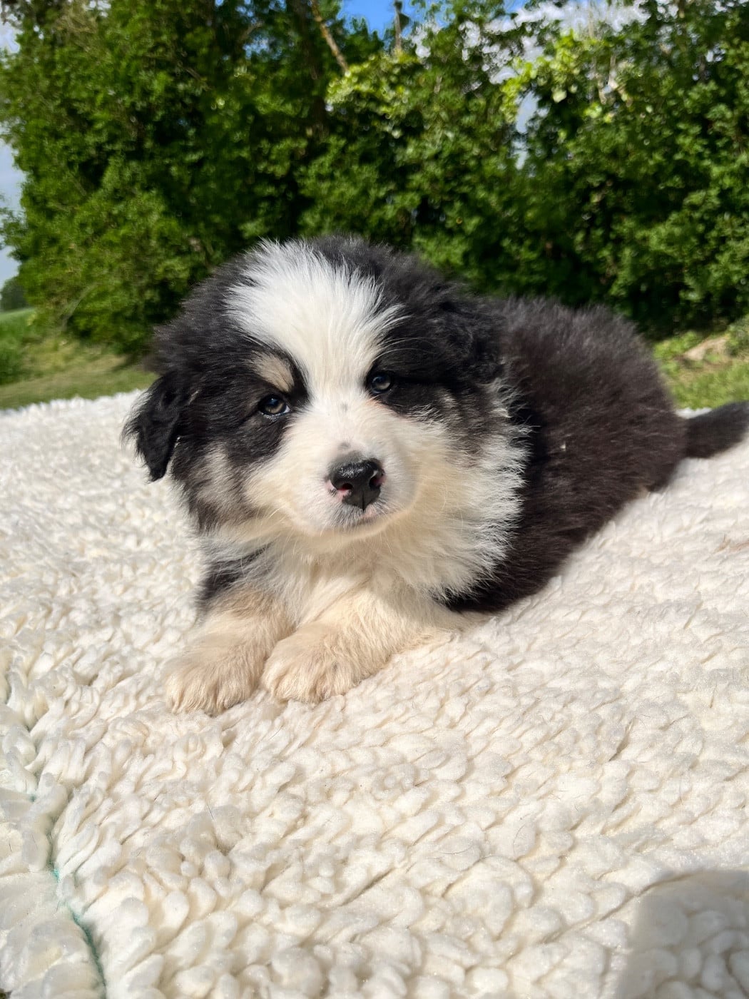 Berger Australien - Des Terres De Limermont