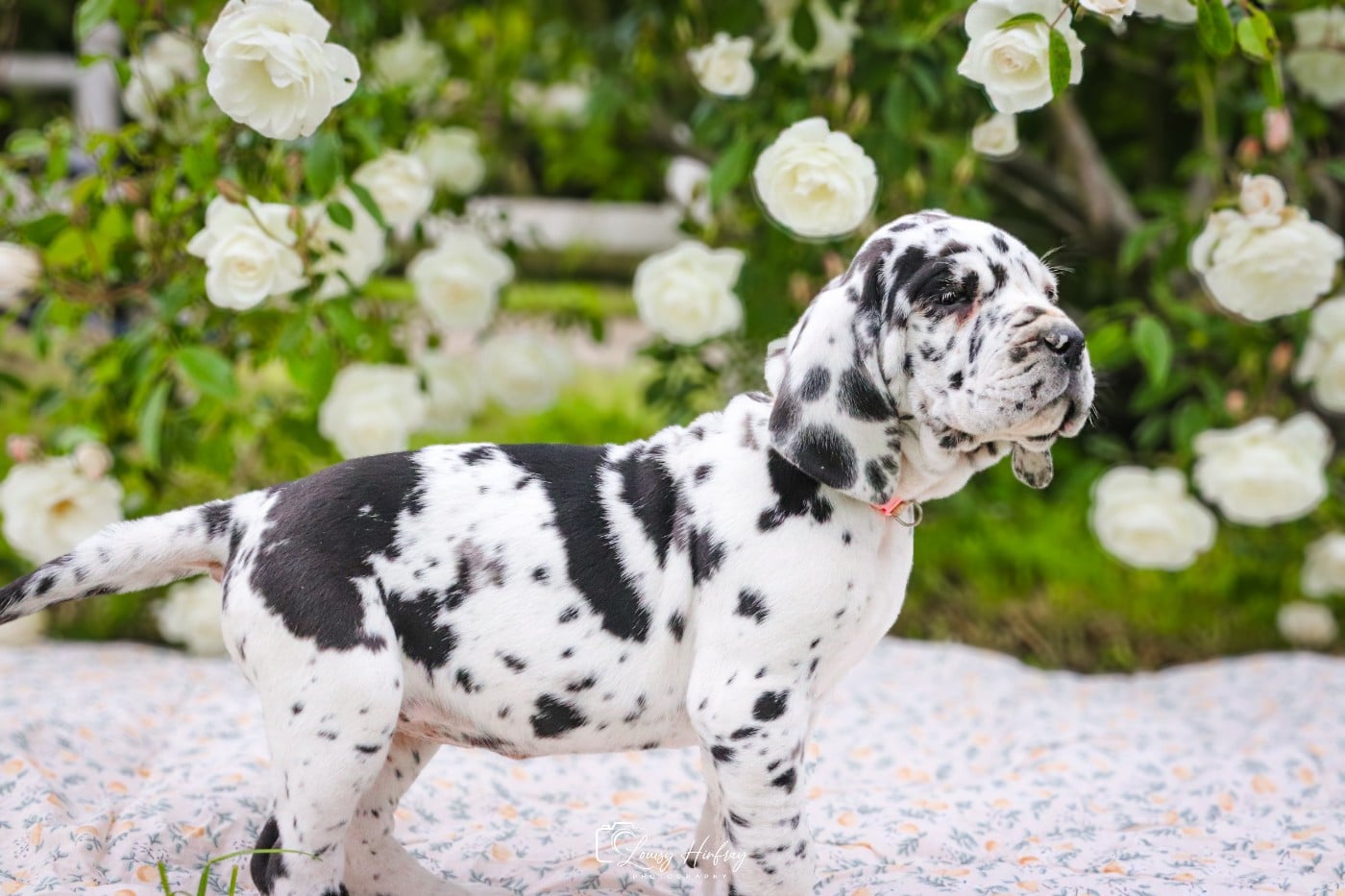 ARLEQUINE COLLIER ROSE