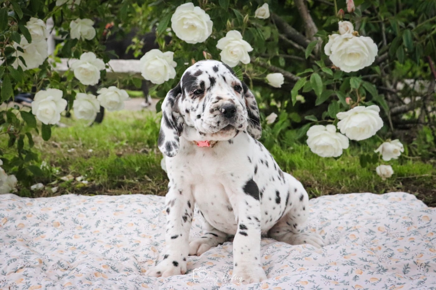 ARLEQUINE COLLIER ROSE