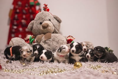 Les chiots de Berger Australien