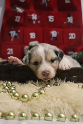 Les chiots de Berger Australien