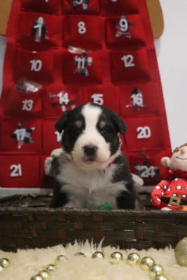 Les chiots de Berger Australien
