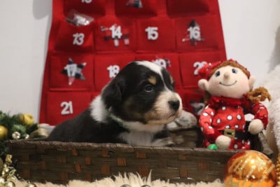 Les chiots de Berger Australien