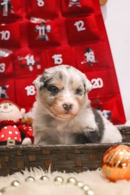 Les chiots de Berger Australien