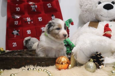 Les chiots de Berger Australien