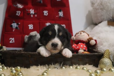 Les chiots de Berger Australien