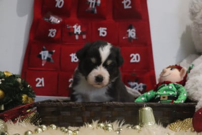 Les chiots de Berger Australien