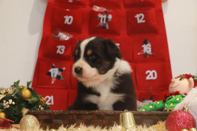 Les chiots de Berger Australien