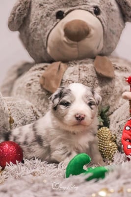 Les chiots de Berger Australien