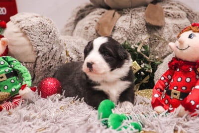 Les chiots de Berger Australien