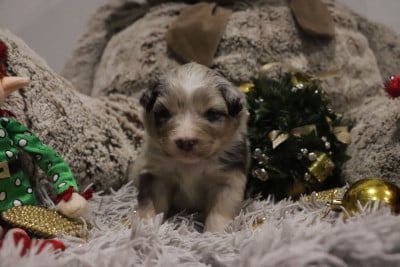 Les chiots de Berger Australien
