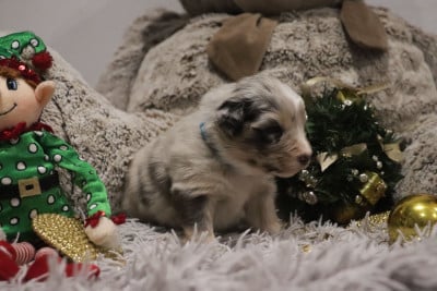 Les chiots de Berger Australien