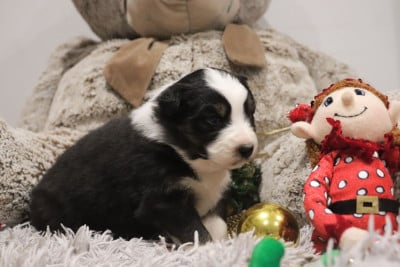 Les chiots de Berger Australien