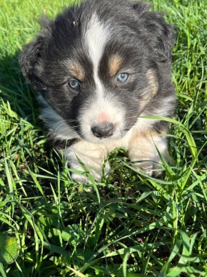 Les chiots de Berger Australien