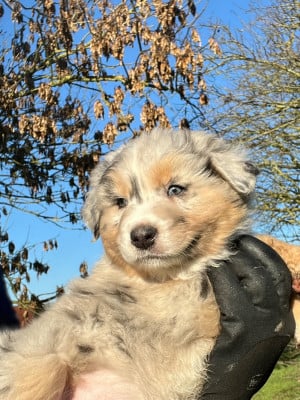 Les chiots de Berger Australien
