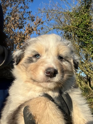 Les chiots de Berger Australien