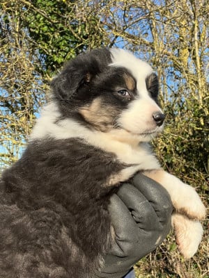 Les chiots de Berger Australien