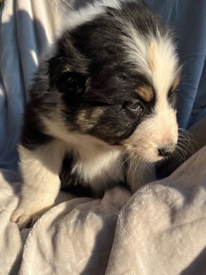 Les chiots de Berger Australien