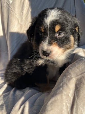 Les chiots de Berger Australien