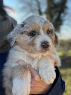 Les chiots de Berger Australien