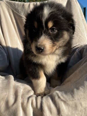 Les chiots de Berger Australien