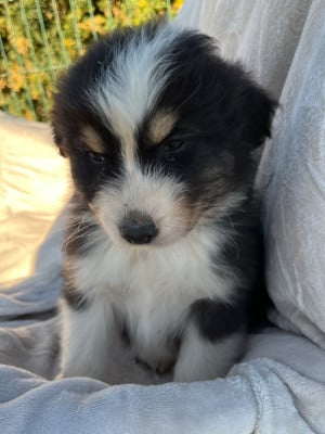 Les chiots de Berger Australien