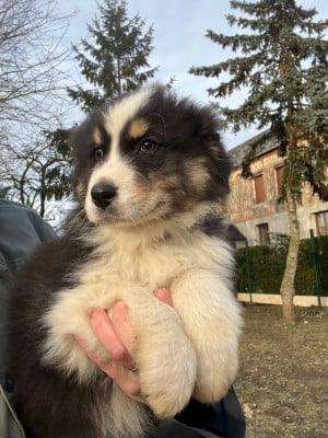Les chiots de Berger Australien