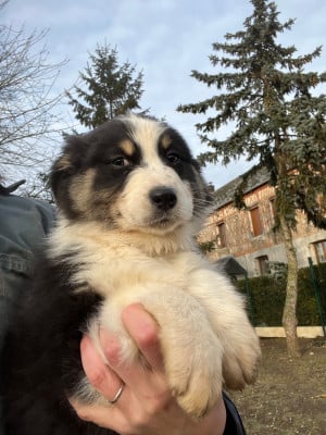 Les chiots de Berger Australien