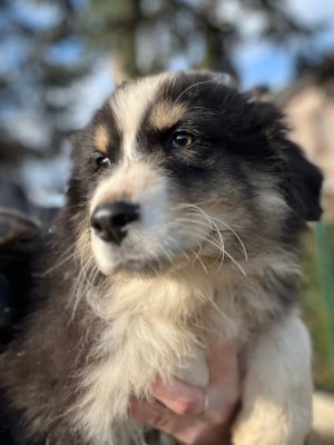 Les chiots de Berger Australien