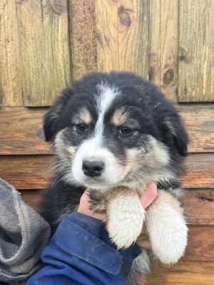 Les chiots de Berger Australien