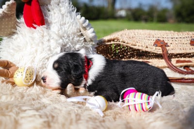 Les chiots de Berger Australien