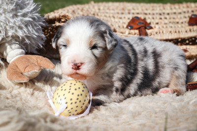 Les chiots de Berger Australien